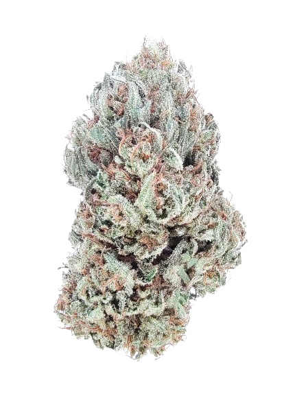 G2 Kush