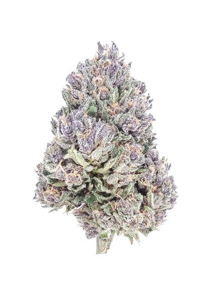 Original Zombie Kush BX: Purple Player