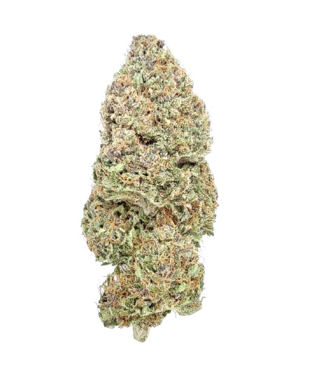 Critical Plus