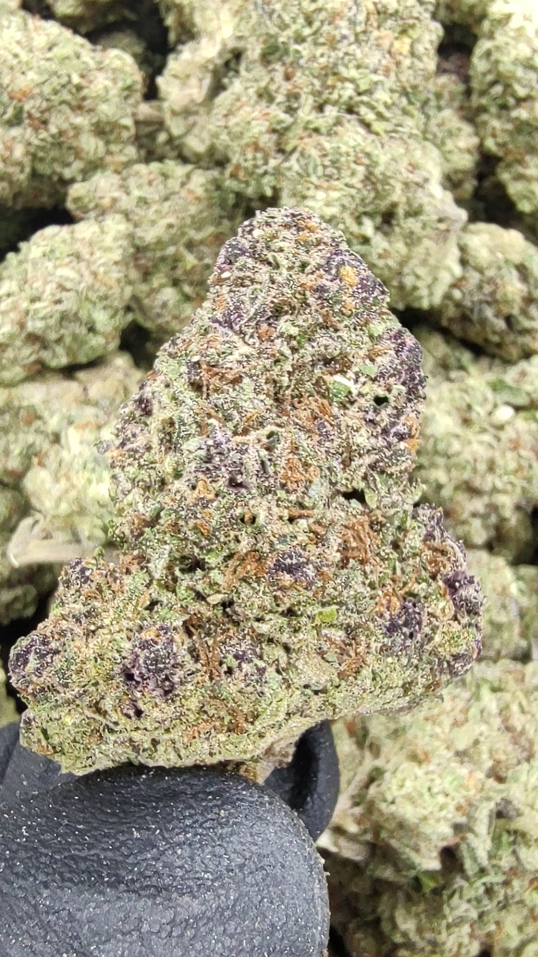 Horchata | Type I Cannabis | Mochi Gelato x Jet Fuel – Victory